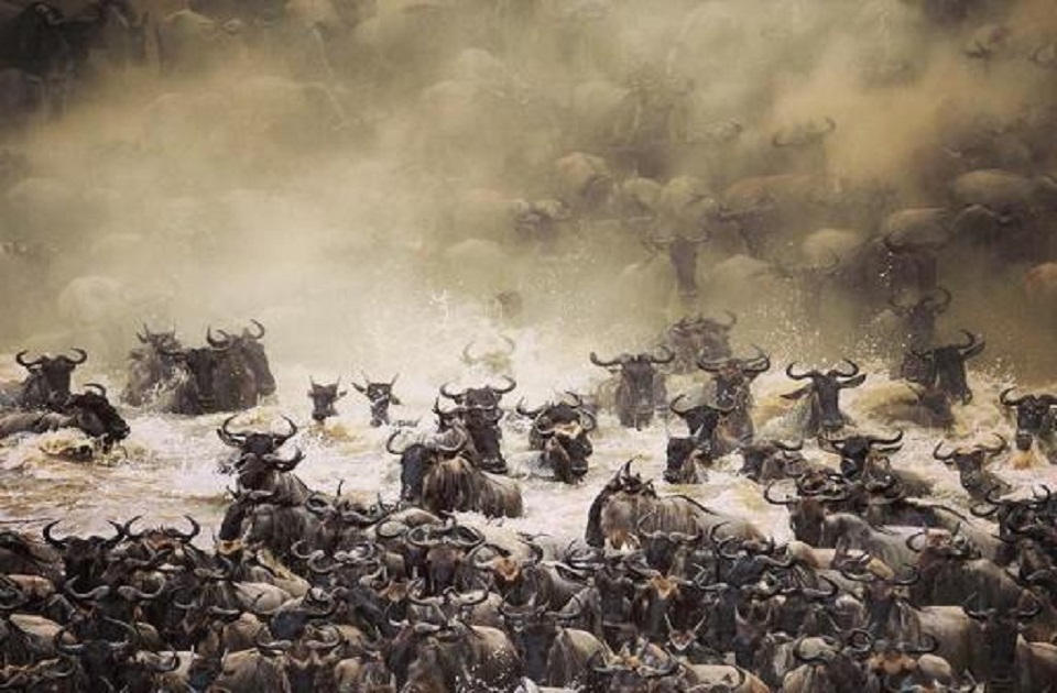 Day 3 ~ Northern Serengeti 