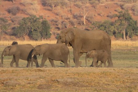 7 Day Zambia, Chobe & Victoria Falls Safari