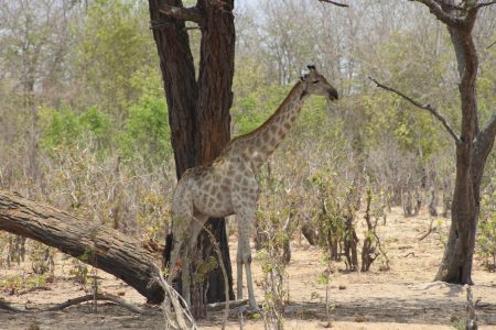 9 Day Classic Mana Pools Safari Zimbabwe