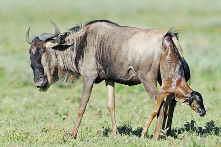 4-Days Ndutu Migration & Calving Season Safari – Witness the Great Migration