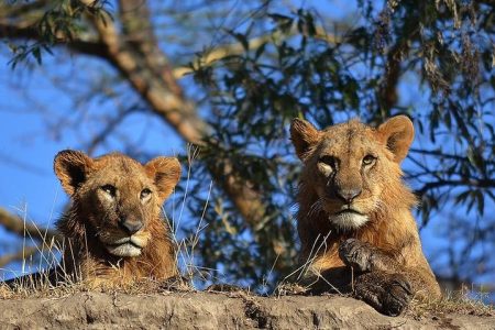 4-Days Of Masai Mara and Lake Nakuru safari