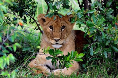 3-Day Masai Mara and Lake Naivasha  safari