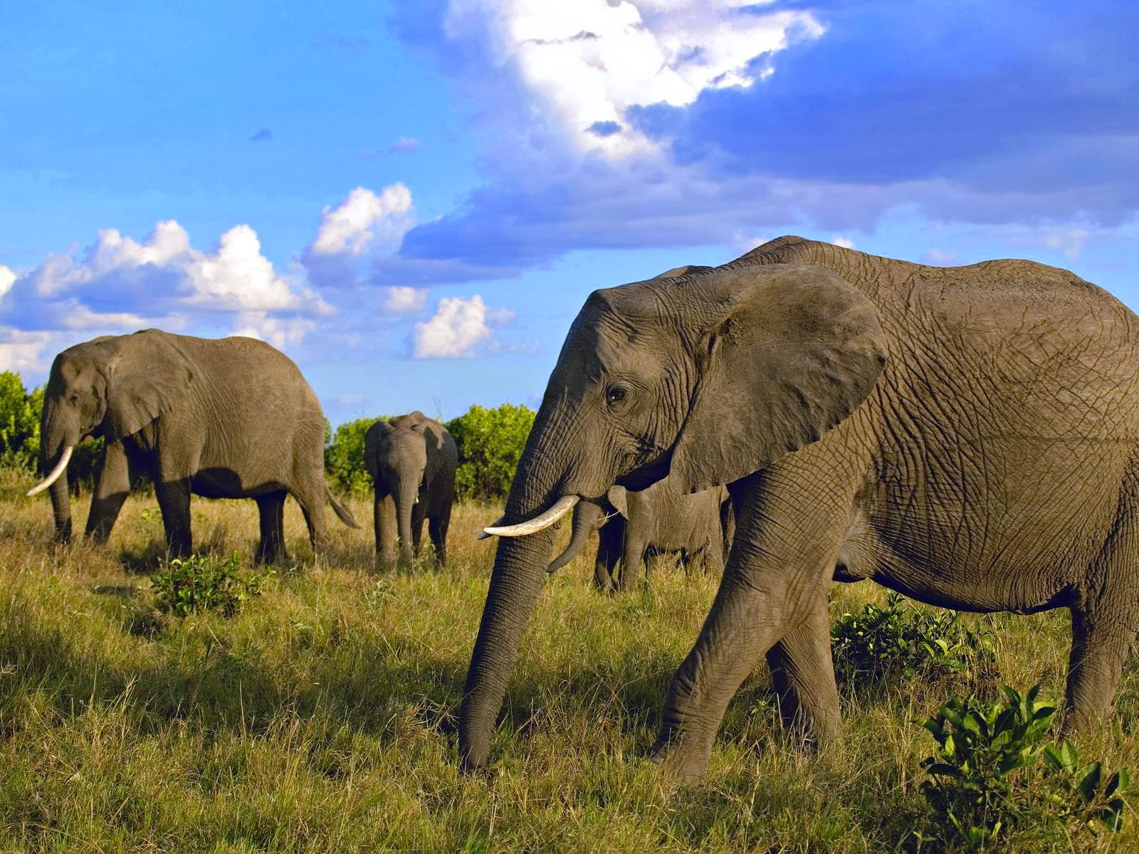 DAY 3: Amboseli Full Day