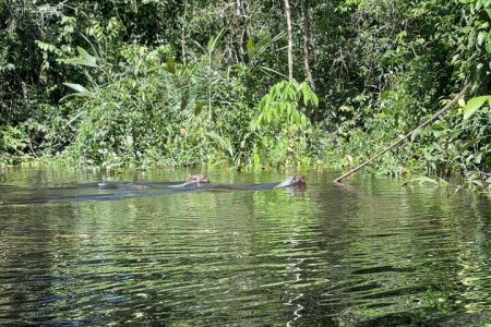 7 Day Amazon Deep Survival Trip to Amanã lake