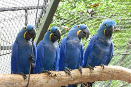 4 Days and 3 Nights 3 Stars Hotel Iguassu Falls – Private Tours