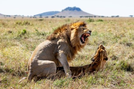 10 Days Honeymoon Safari in Magical Kenya