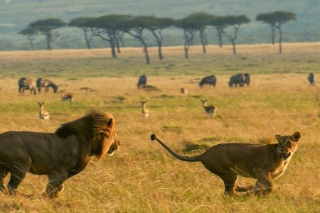 5-Day Nairobi to Maasai Mara & Naivasha Safari