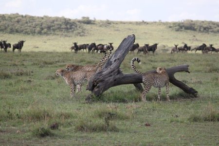 4-Day Nairobi & Maasai Mara Safari