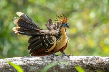 10 Day Amazon Deep Survival Trip to Amanã lake