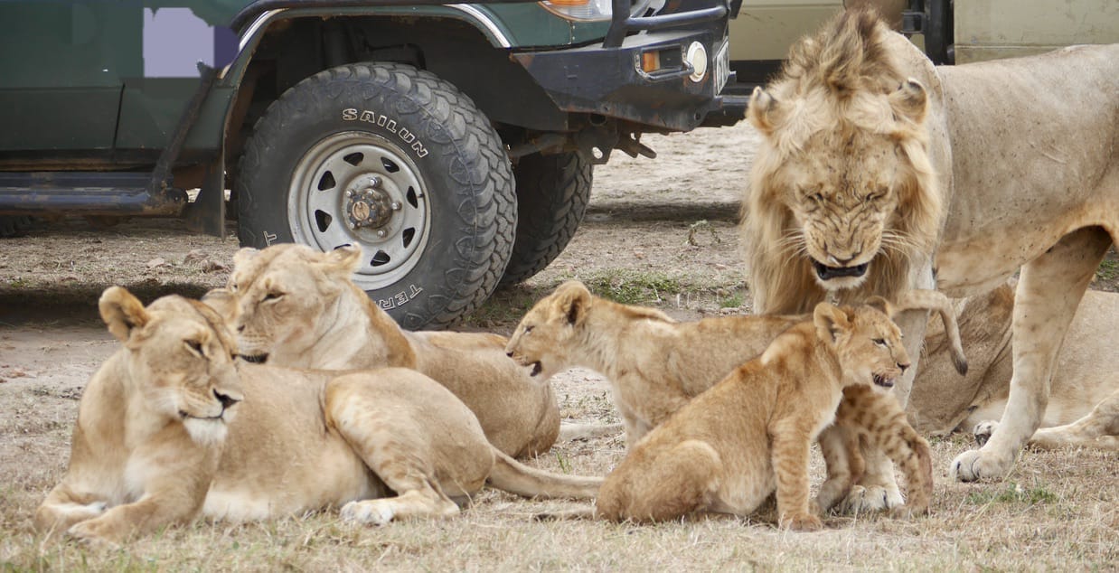 Day 1: Nairobi - Masai Mara National Reserve.
