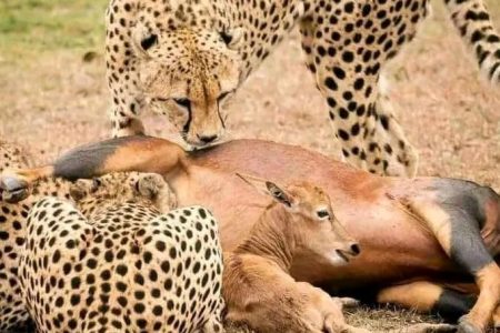 4 Days Masai Mara and Lake Nakuru Safari