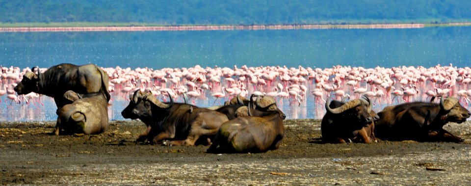 Day 2: Lake Nakuru National Park