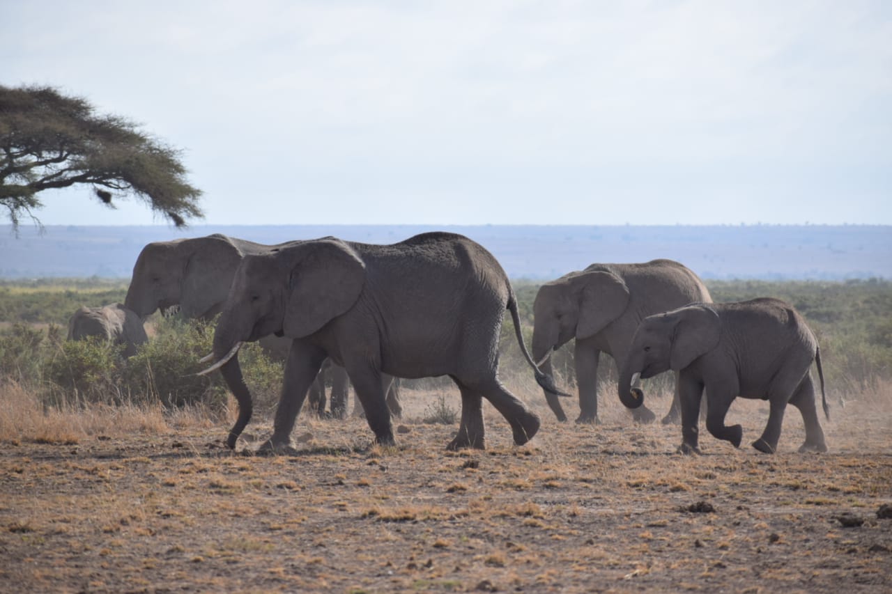 Day 2 : Nairobi – Amboseli National Park