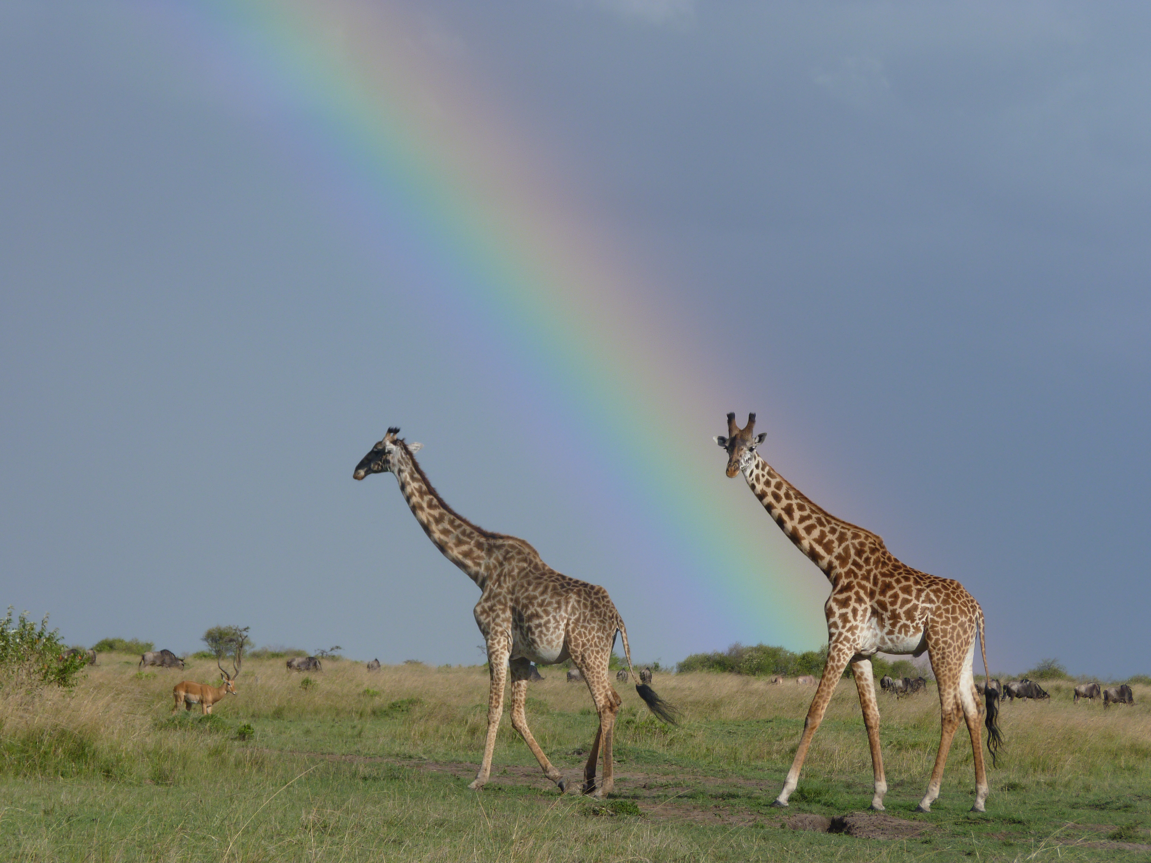 Day 2 : MASAI MARA GAME RESERVE FULL DAY