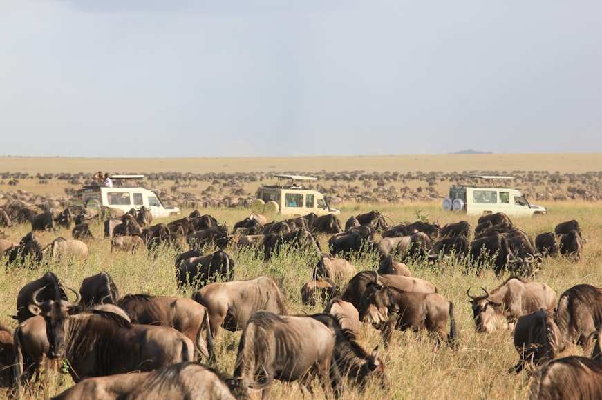 Day 7 : Serengeti National Park - Full day