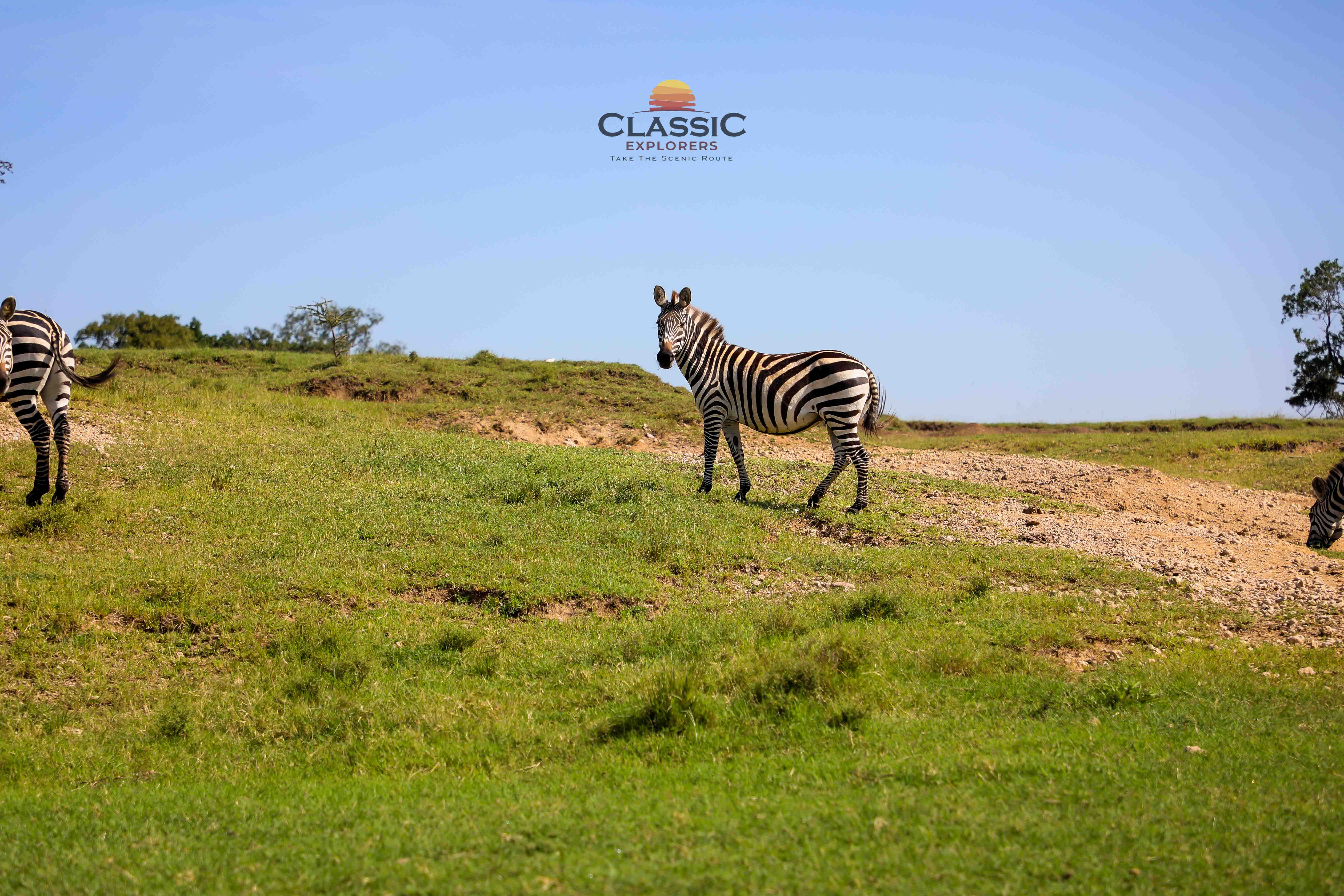 Day 2 : MASAI MARA NATIONAL RESERVE