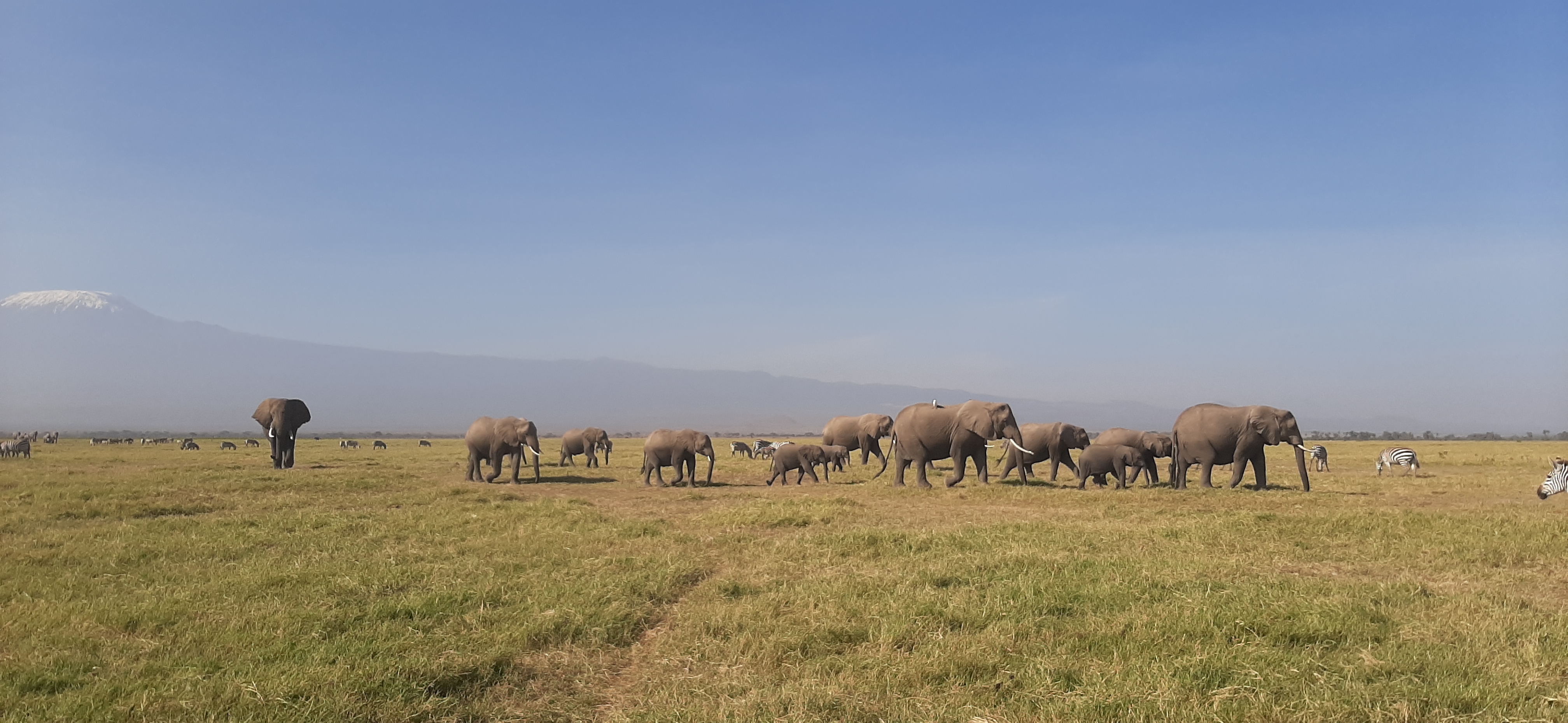 Day 2: Amboseli