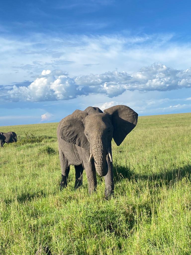 Explore the Endless Beauty of Maasai Mara