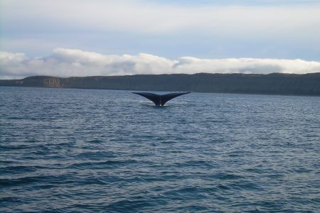 4-Days Puerto Madryn, Penguins & Whales