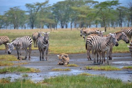 Private 6-Day Wildlife Photography Tour from Nairobi
