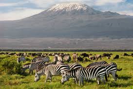 : Amboseli Full day 