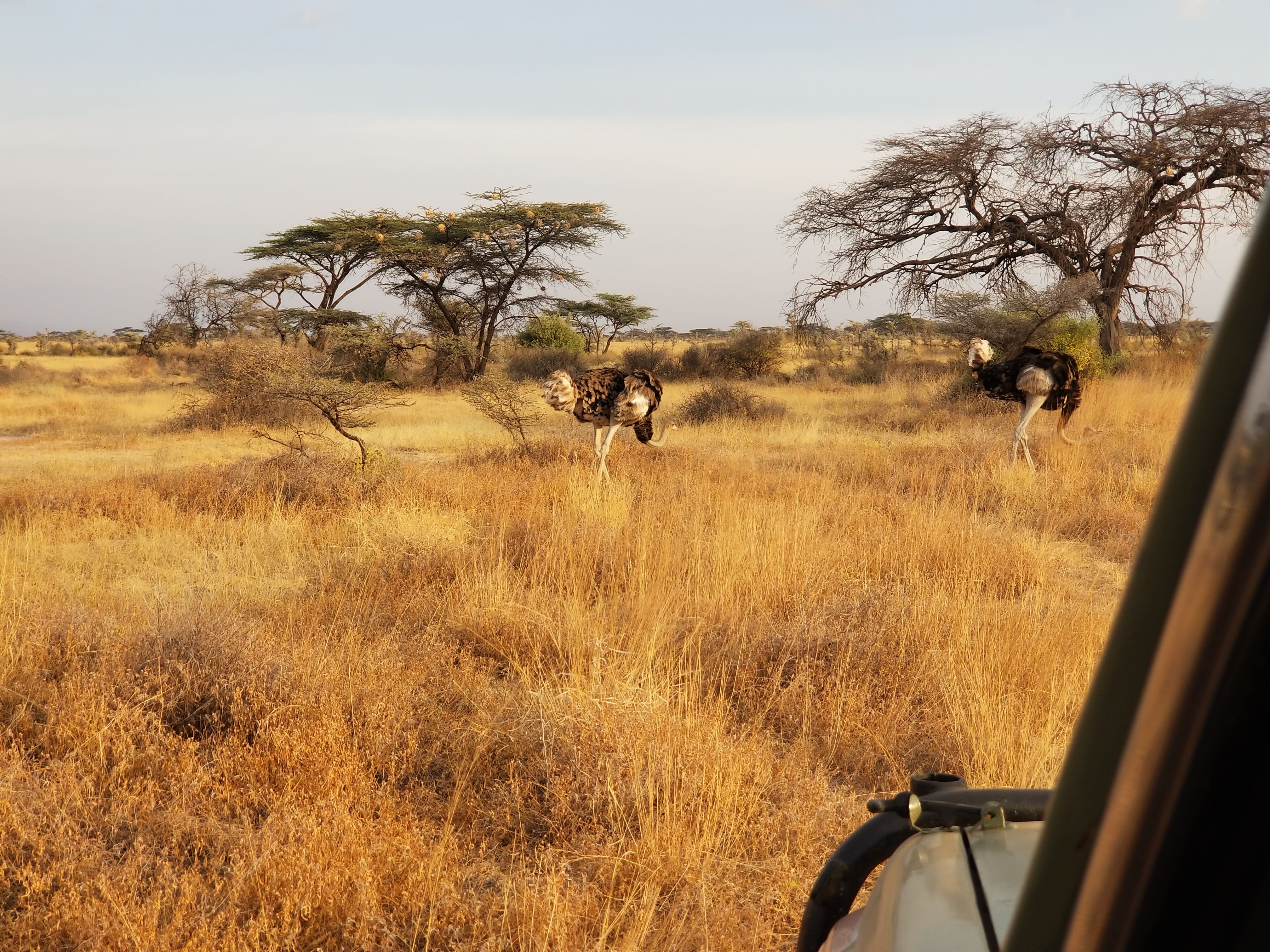 Day 3: Samburu - Nairobi