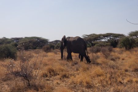 3 DAYS PRIVATE SAMBURU SAFARI