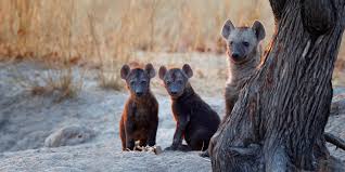 Day 1.    Transfer to Chobe National Park