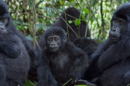 4 Day Luxury safari Experiencing Mountain Gorillas in Uganda