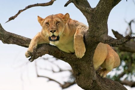 3 Days Maasai Mara Kenya Safari