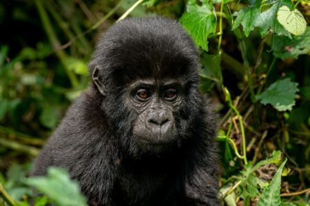 5 Day Uganda gorilla safari: Experience a Close-Up Safari Adventure