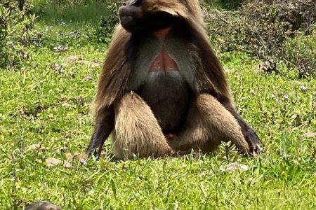 Day Tour to Debre Libanos Monastery & Portuguese Bridge