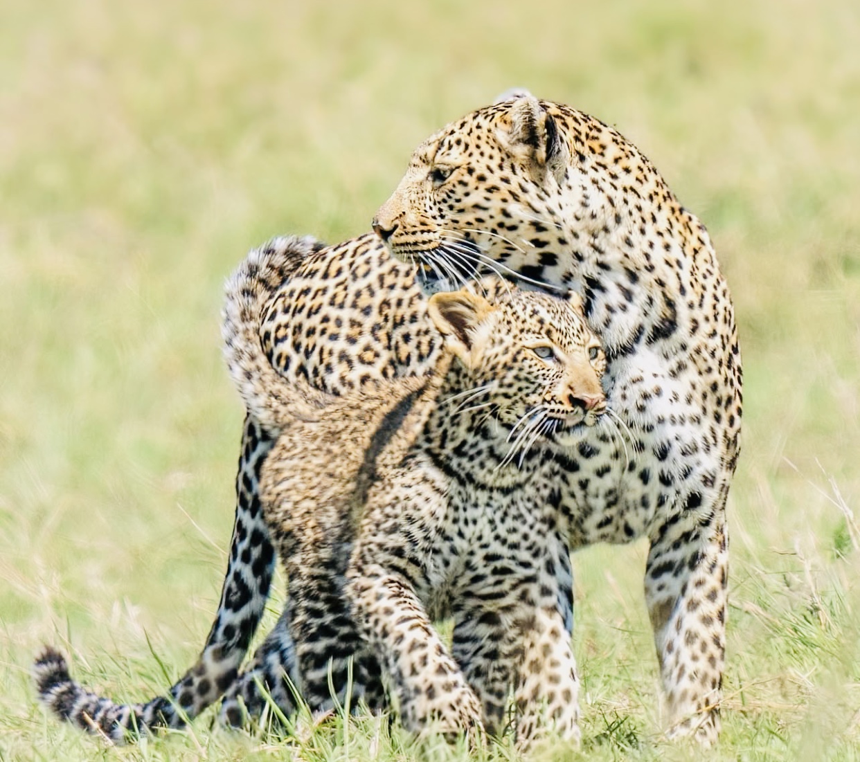 Day 4: Serengeti to Ngorongoro / Farm of Dreams