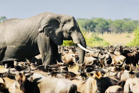 5 DAYS THE BEST OF TANZANIA MIGRATION FOCUSING