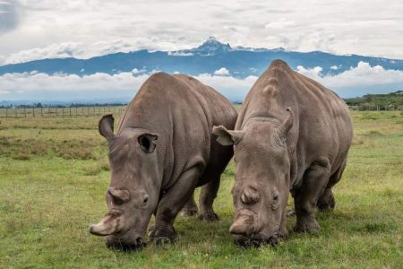 2 Days – 1 Night Ol Pejeta Conservancy Safari Private All-Inclusive Tour from Nairobi