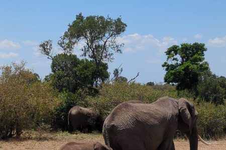   9 DAYS BEST OF KENYA HOLIDAY