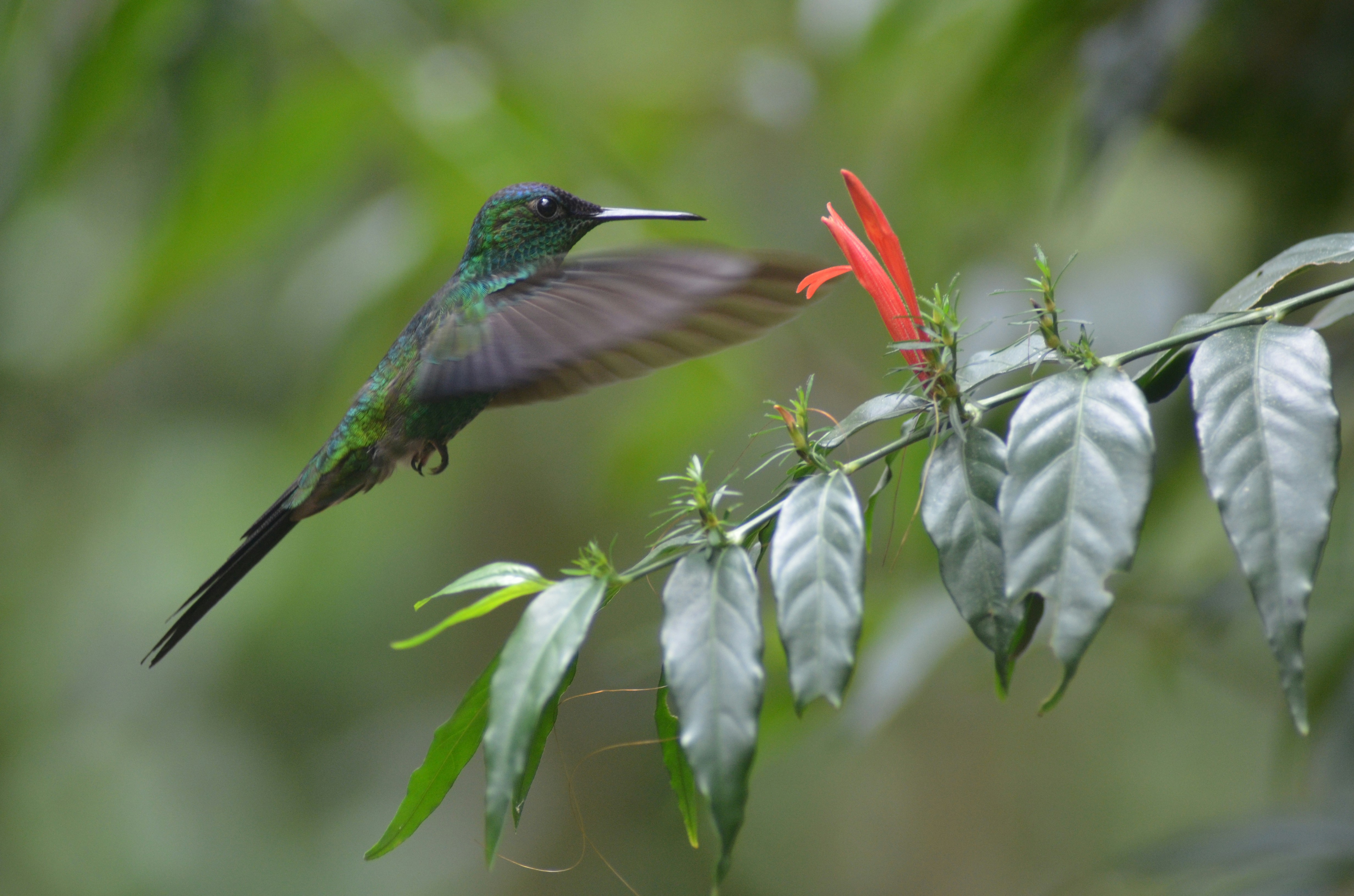 Day 7 HUMMINGBIRDS SANCTUARY – PAPALLACTA