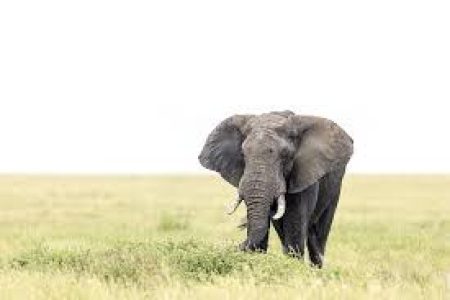 5-Day Serengeti, Ngorongoro, & Manyara Group Safari