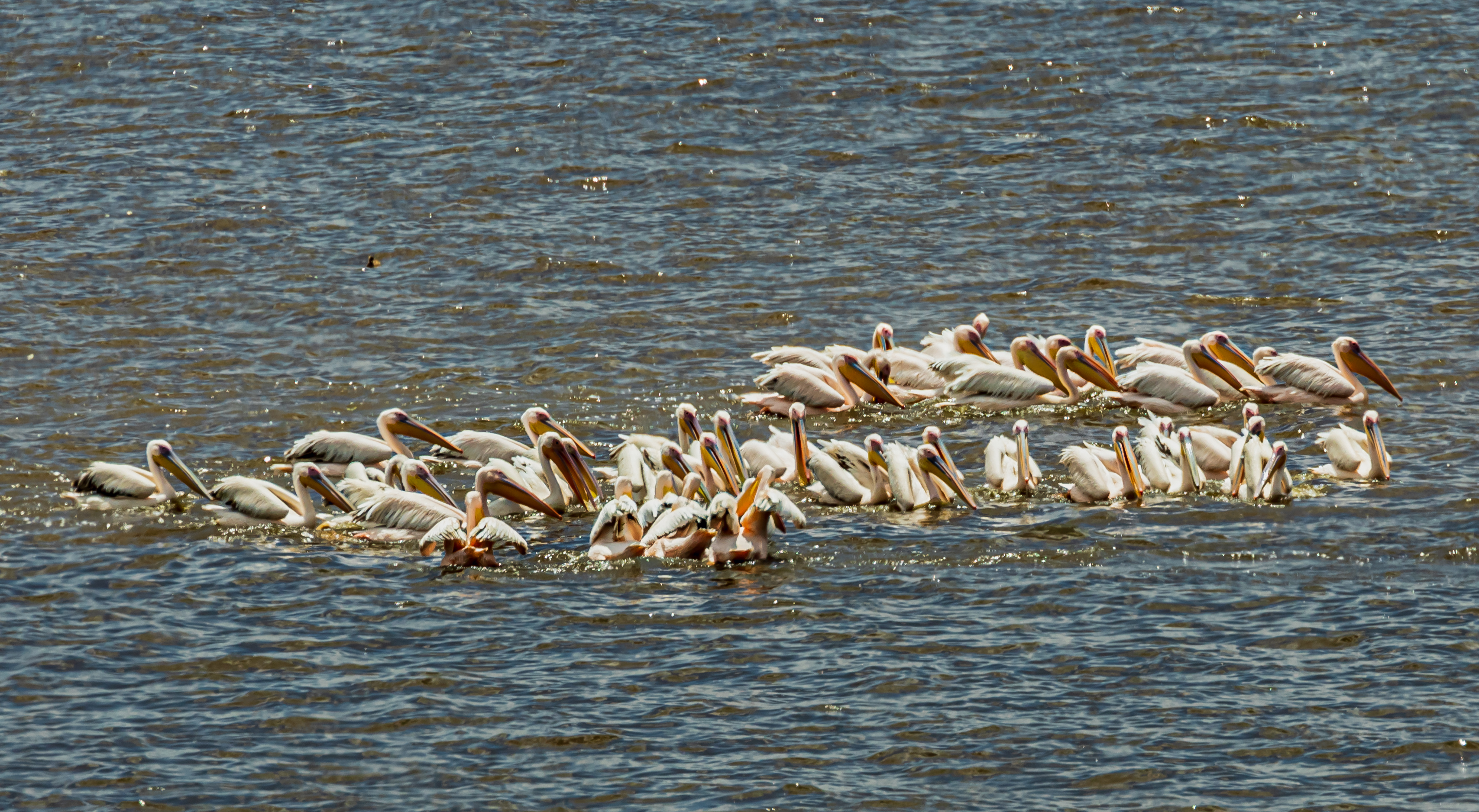  Day 1: Nairobi – Lake Nakuru National Park