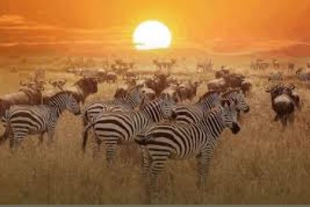 4 days 3 days maasai mara and Lake Nakuru