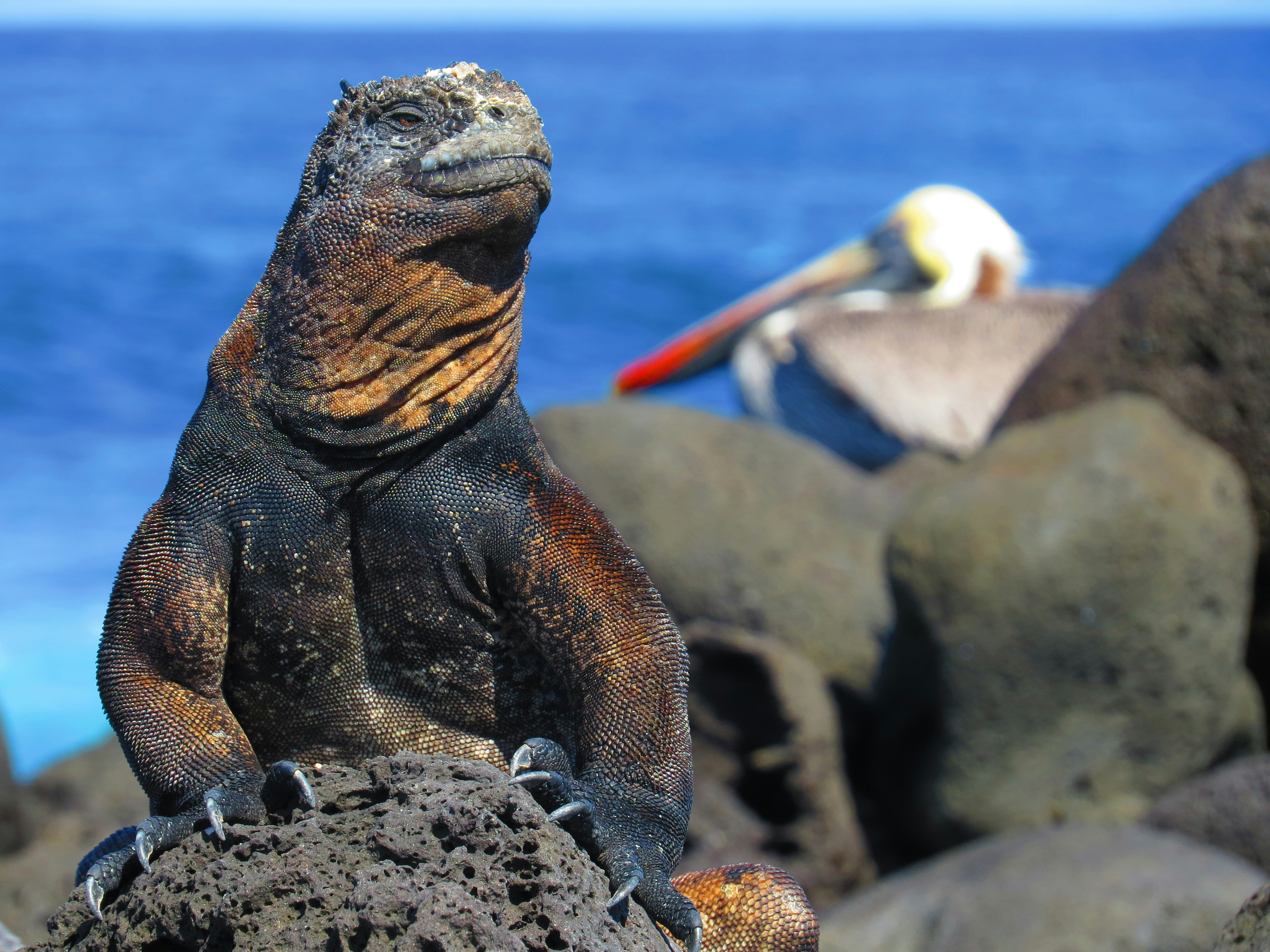 Day 7 BARTOLOME ISLAND