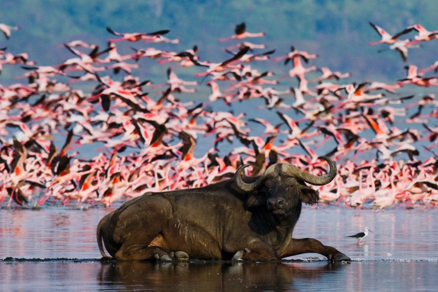 Day 2: Nairobi – Lake Nakuru National Park